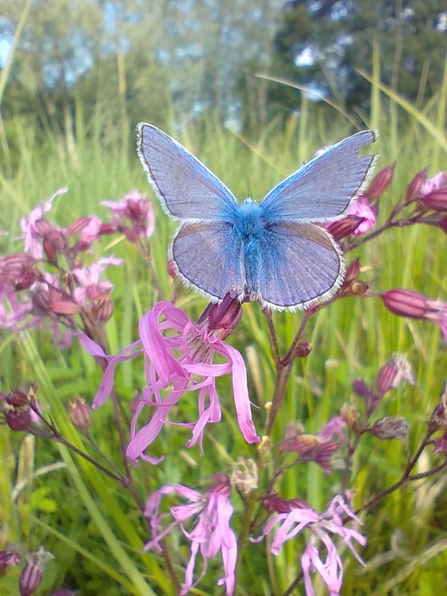 Common blue – Andrew Excell 