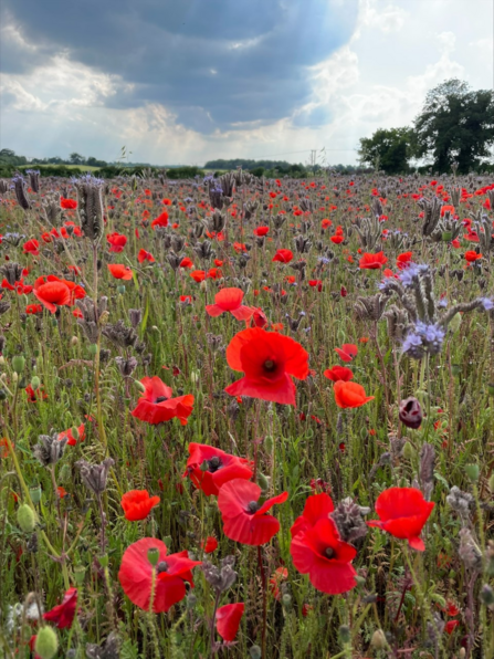 Poppy field 