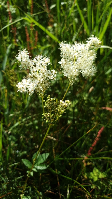 Meadowsweet – Rachel Norman 