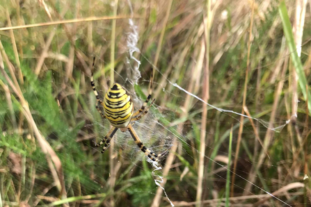 Wasp spider at Lound Lakes - Andy Hickinbotham