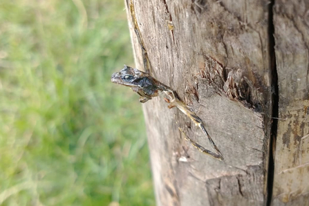 Mummified froglet - Lewis Yates