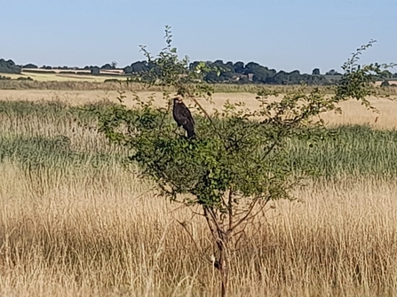 Juvenile marsh harrier at Trimley Marshes, Joe Underwood, July 22