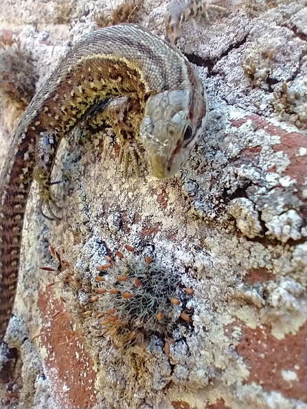 Common lizard taking shade on Fen Barn wall at Lound Lakes – Andy Hickinbotham