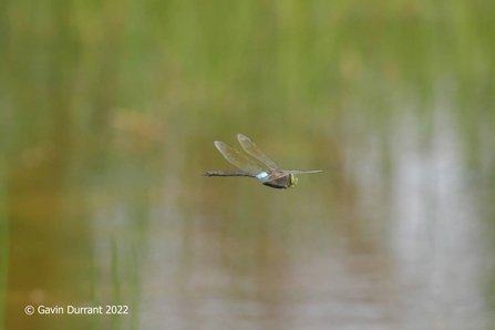 Lesser emperor dragonfly - Gavin Durrant