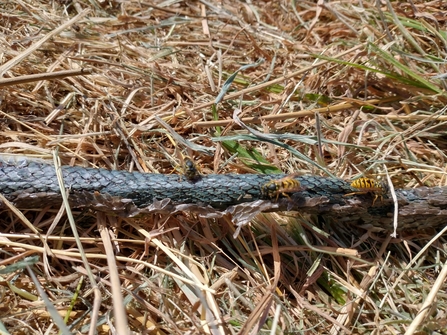 Wasps eating grass snake carcass – Lewis Yates