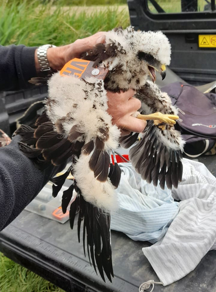 Marsh harrier tagged on June 29 2022 at Castle Marshes – Gavin Durrant