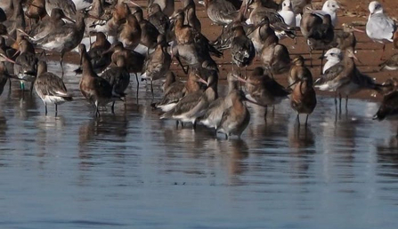 Black tailed godwits - David Borderick 