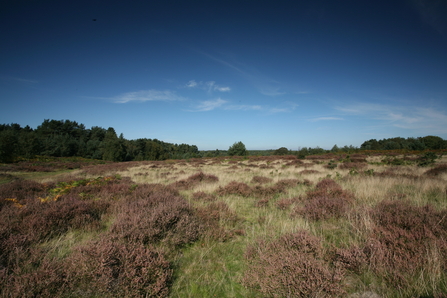 Knettishall Heath -Steve Aylward