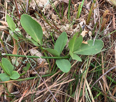 Bogbean at Hopton Fen – Richard Young 