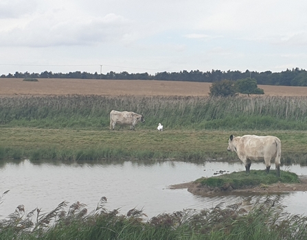 The Islander & The Swan Watcher at Hen Reedbeds – Dan Doughty 