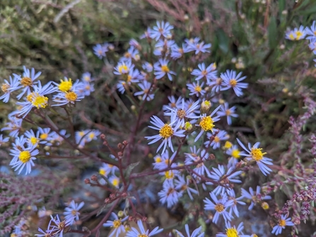 Sea aster – Jamie Smith 