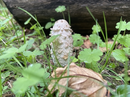 Fungi - Dennington Primary