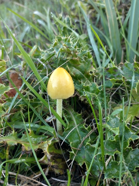 Waxcap – Lewis Yates 