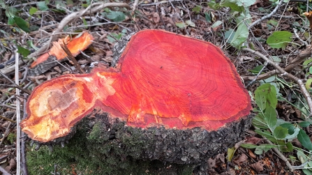 Alder stump in the coupe turned bright red - Alex Lack 