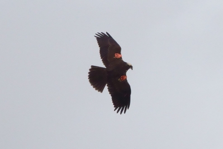 Marsh harrier – Paul Holmes  