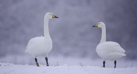 Two whooper swans standing in a snowy field