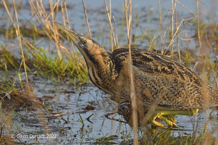 Bittern - Gavin Durrant 