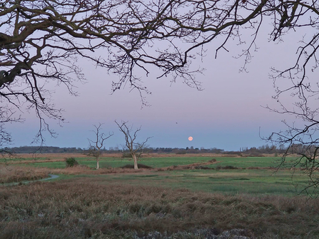 Carlton Marshes - Lewis Yates