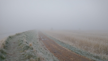 Frosty hen reedbeds, Dan Doughty 