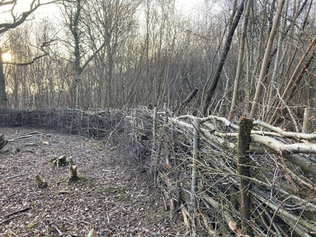 Brash fencing at Reydon Woods, Matt Gooch 