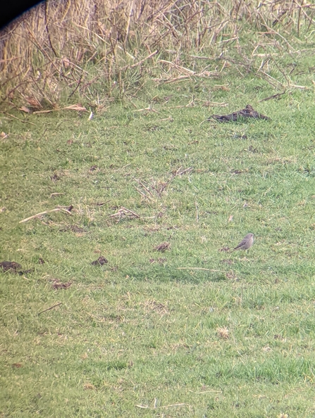 Black redstart, Church Farm, Jamie Smith 