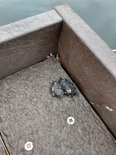 Owl pellet at Carlton Marshes, Lewis Yates. 