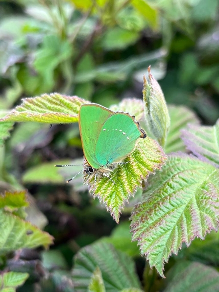 Green hairstreak - Justin Zantboer 