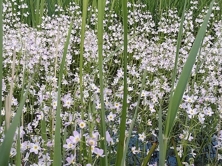 Water violets, Redgrave & Lopham Fen, Debs Crawford