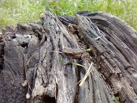 Common toad at Gunton Meadow - Lewis Yates 