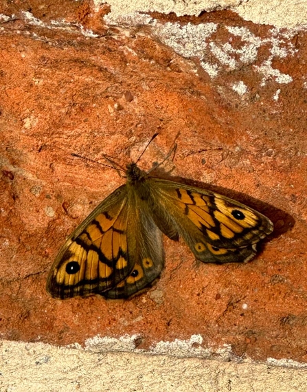 Wall brown - Andy Hickinbotham 