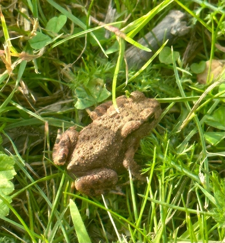 Toadlet at Lound Lakes - Andy Hickinbotham 