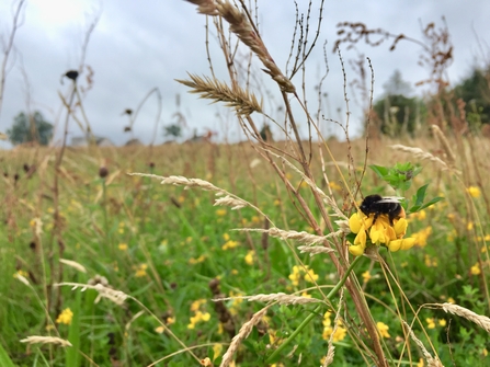 Red-tailed bumblebee on birds foot trefoil