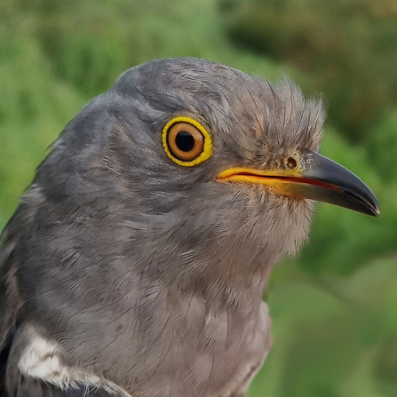 Close-up of a cuckoo at Worlingham Marshes nature reserve in Suffolk