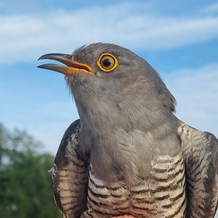 Close-up of cuckoo at Worlingham Marshes nature reserve in Suffolk