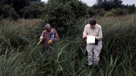 An old photograph of a man and woman conducting a spider survey in marshed in the Waveney Valley