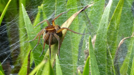 Fen raft spider with egg sac