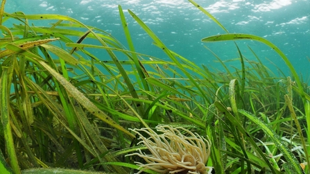 Seagrasses UK Seabed