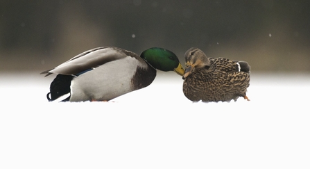 Mallard adult female shares a tender moment with a male on a frozen lake