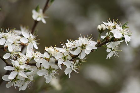 A branch of a blackthorn covered in small white blossom flowers