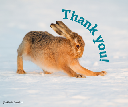 A hare stretching in the snow with text reading 'Thank You!' above it