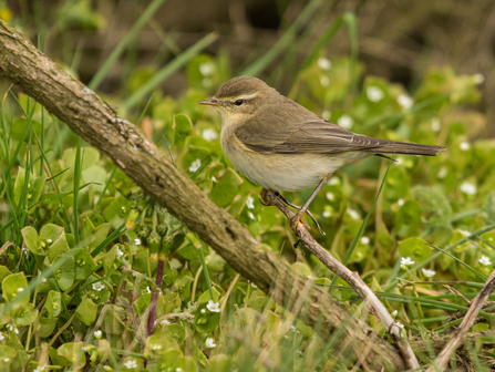 Chiffchaff sitting on a branch 