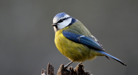 Blue tit by Adam Jones