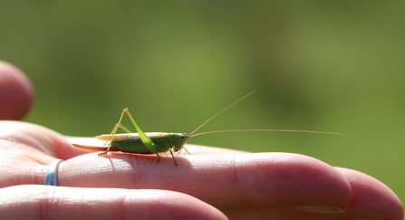 Long-winged conehead on a hand - Lianne de Mello