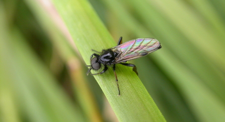 St Mark's Fly - Bruce Shortland