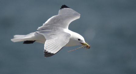 Kittiwake