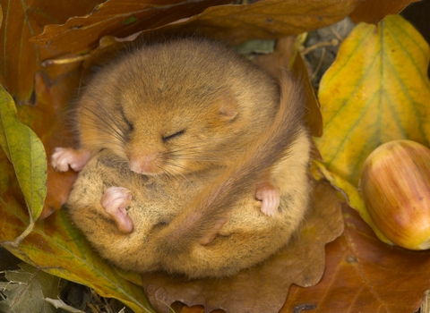 Hazel dormouse