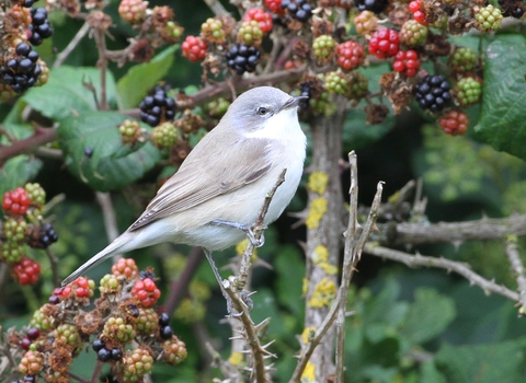 Lesser whitethroat