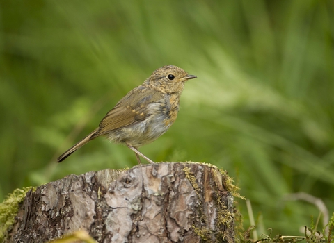 Immature robin