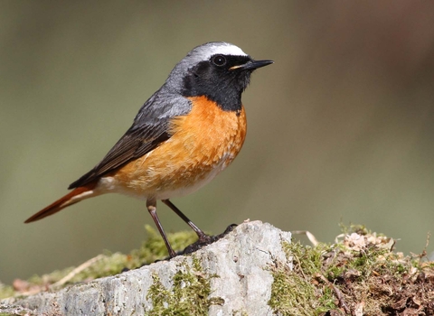 Redstart