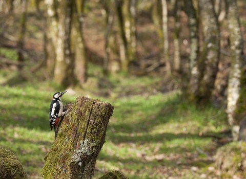 Great spotted woodpecker